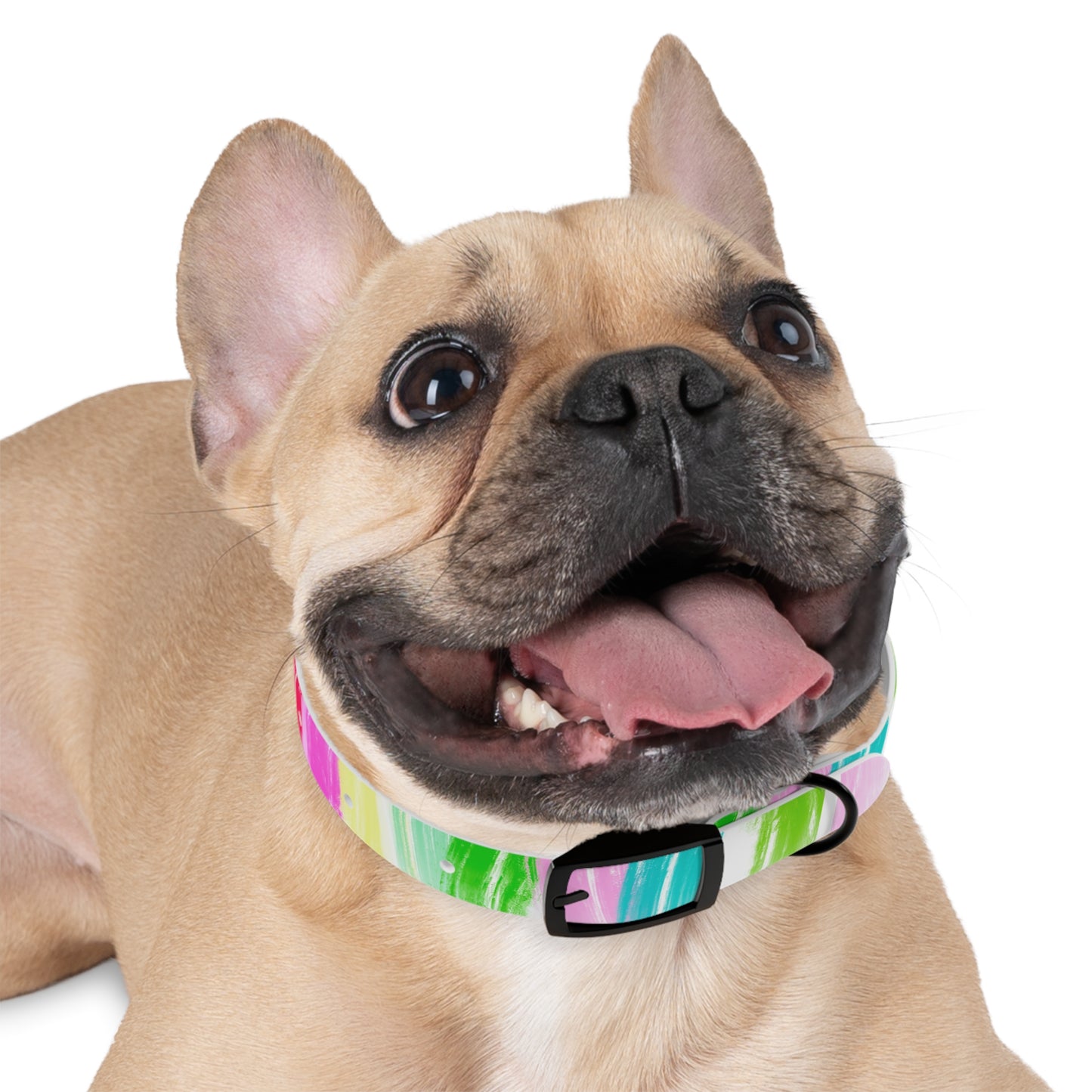 Dog Collars Watercolor Swoosh