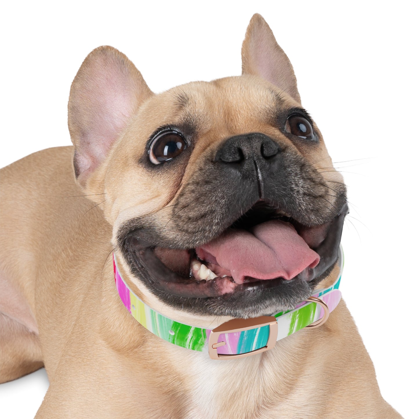 Dog Collars Watercolor Swoosh