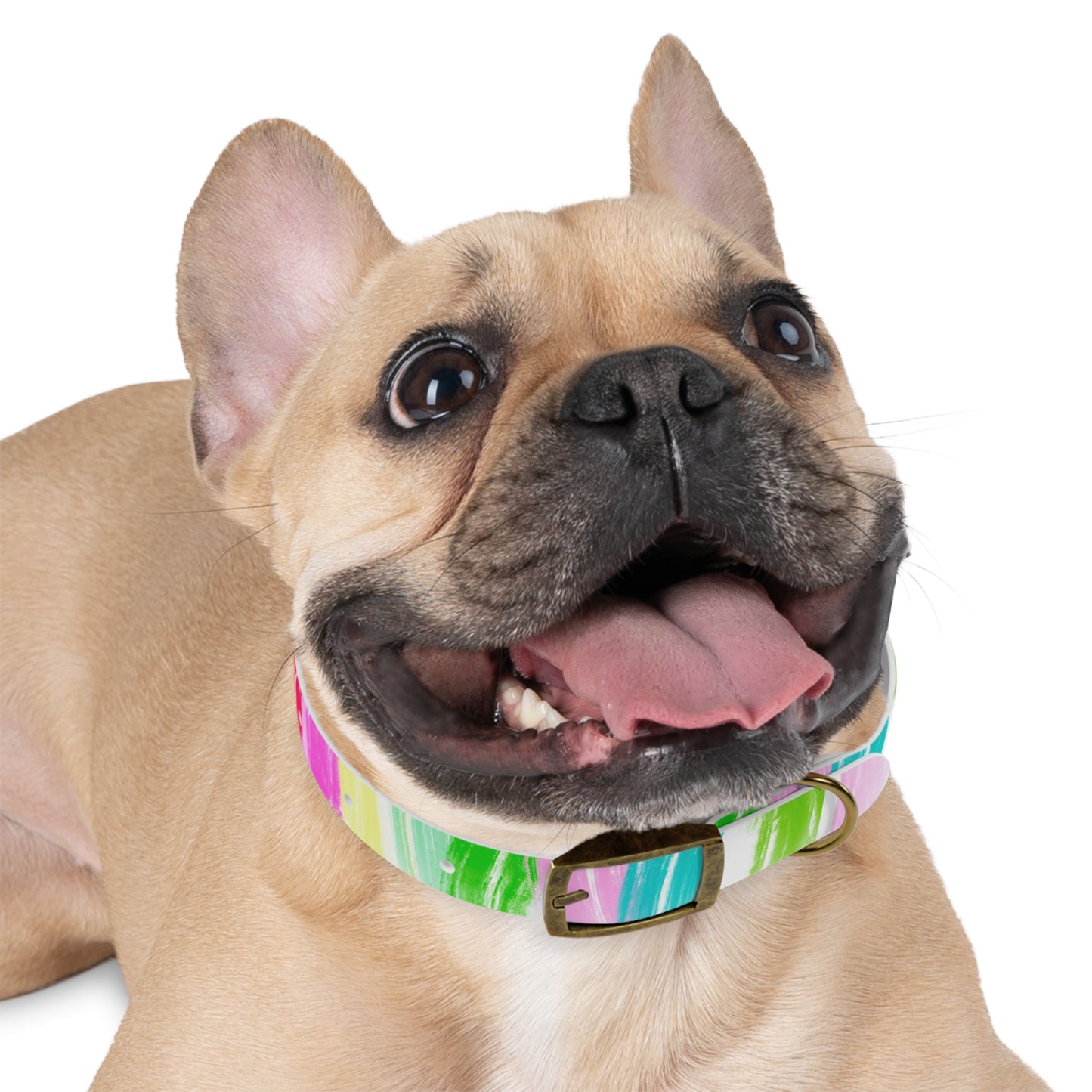 Dog Collars Watercolor Swoosh